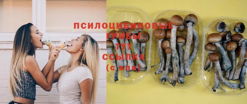 Галлюциногенные грибы Magic Shrooms  Кириши 